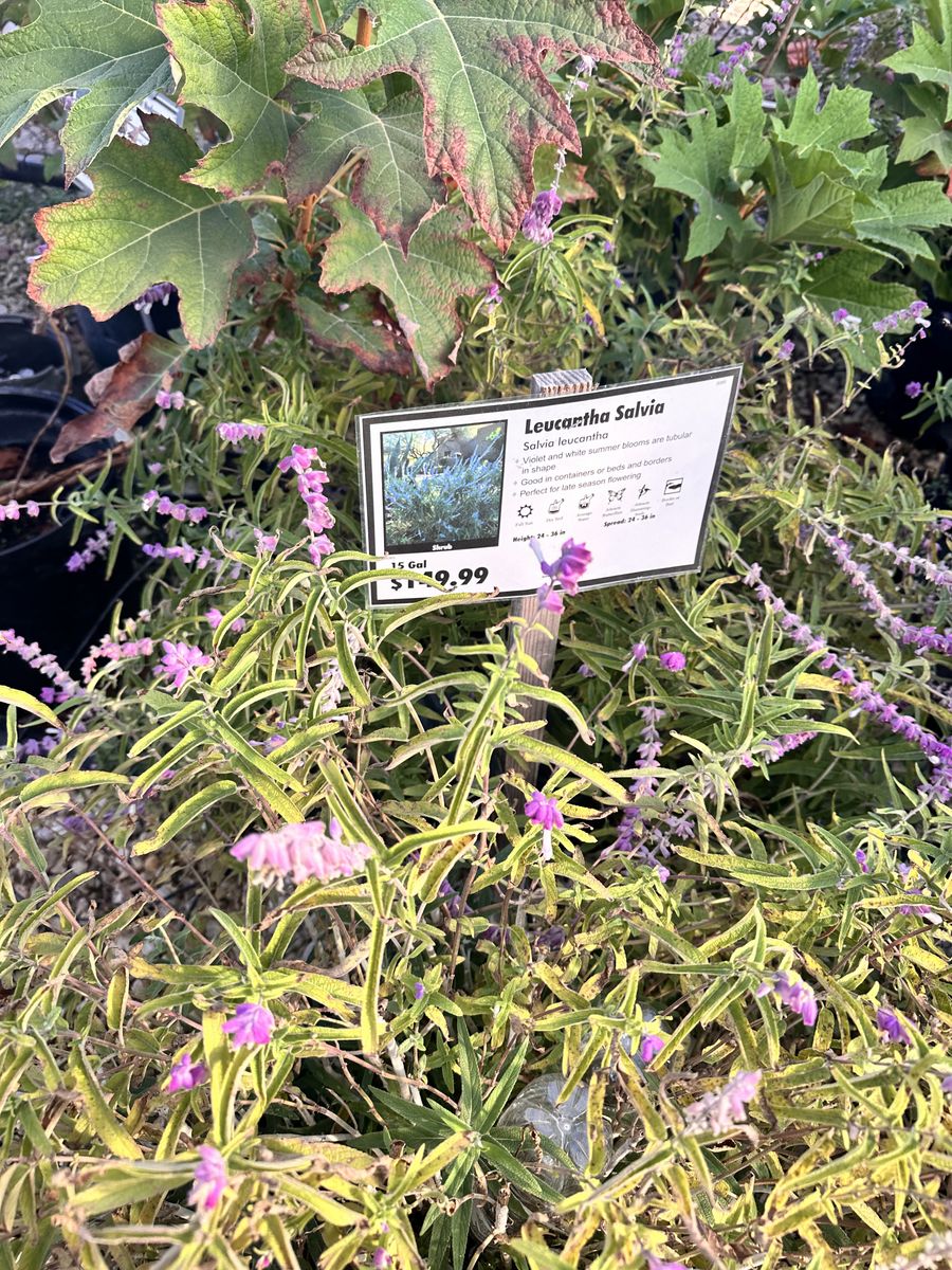 Landscape Installation for Atlas Land Design in Creekside Park, TX