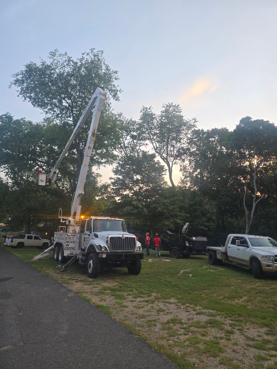 Tree Removal for Paquette's Tree Service in Malvern, AR