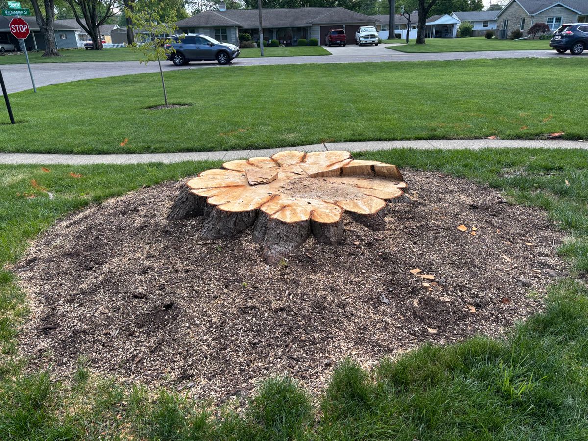 Stump Removal for Conrad's Stump Removal in Columbus, IN