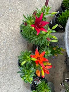 Gardening for Mayfield Landscaping in Staunton, IL