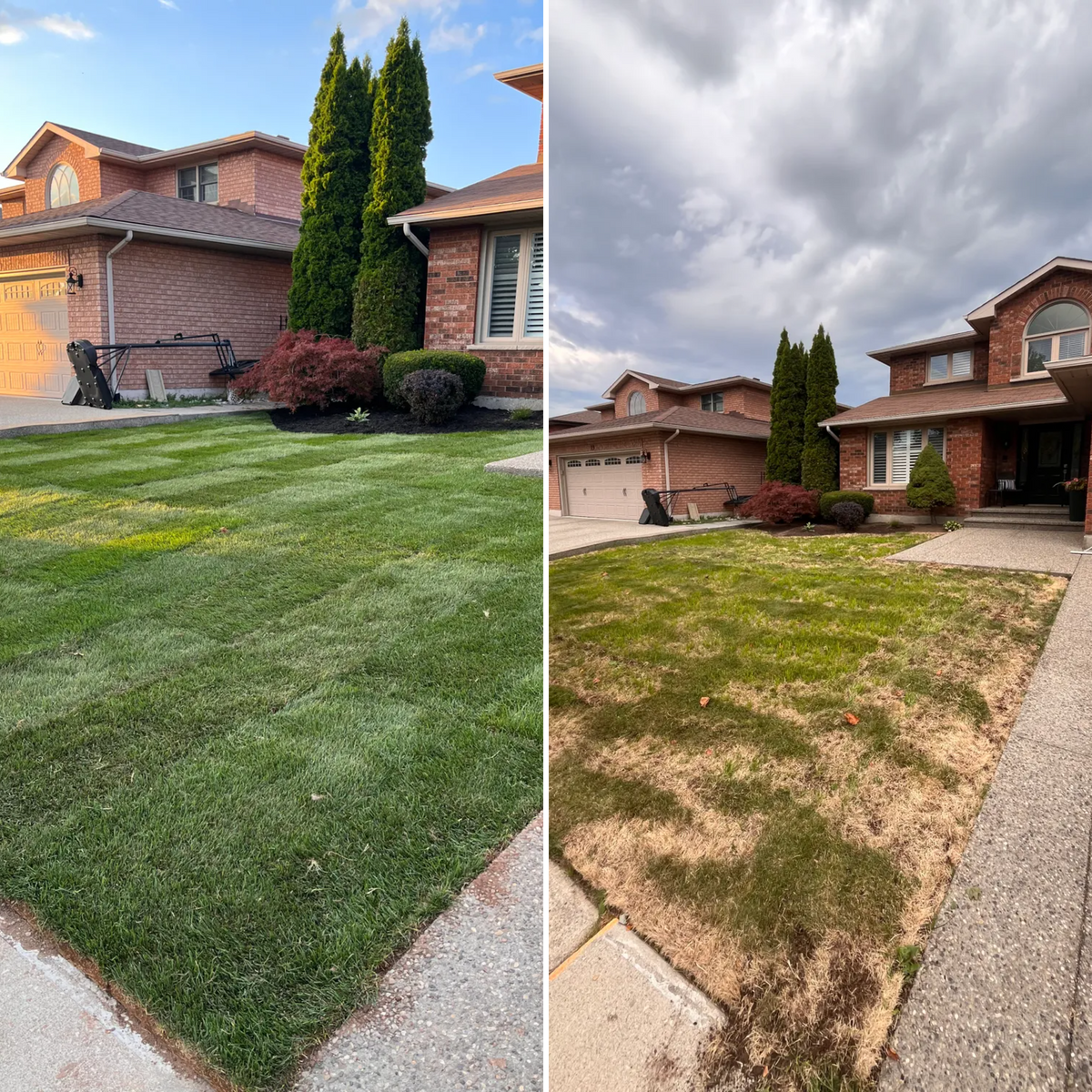 Sod for Pure Pavers Landscaping in Burlington, ON