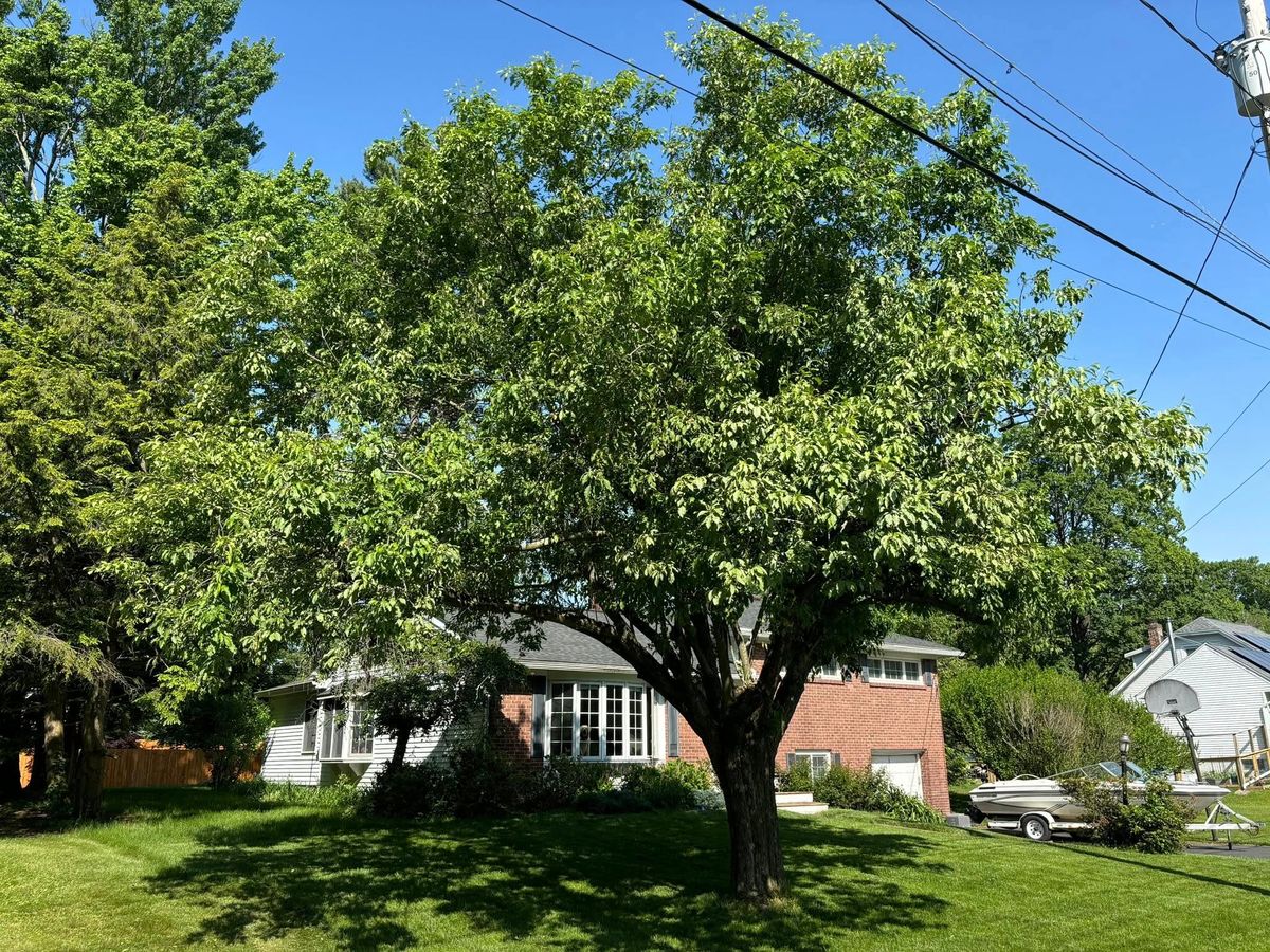 Tree Pruning for T's Trees in Albany, NY