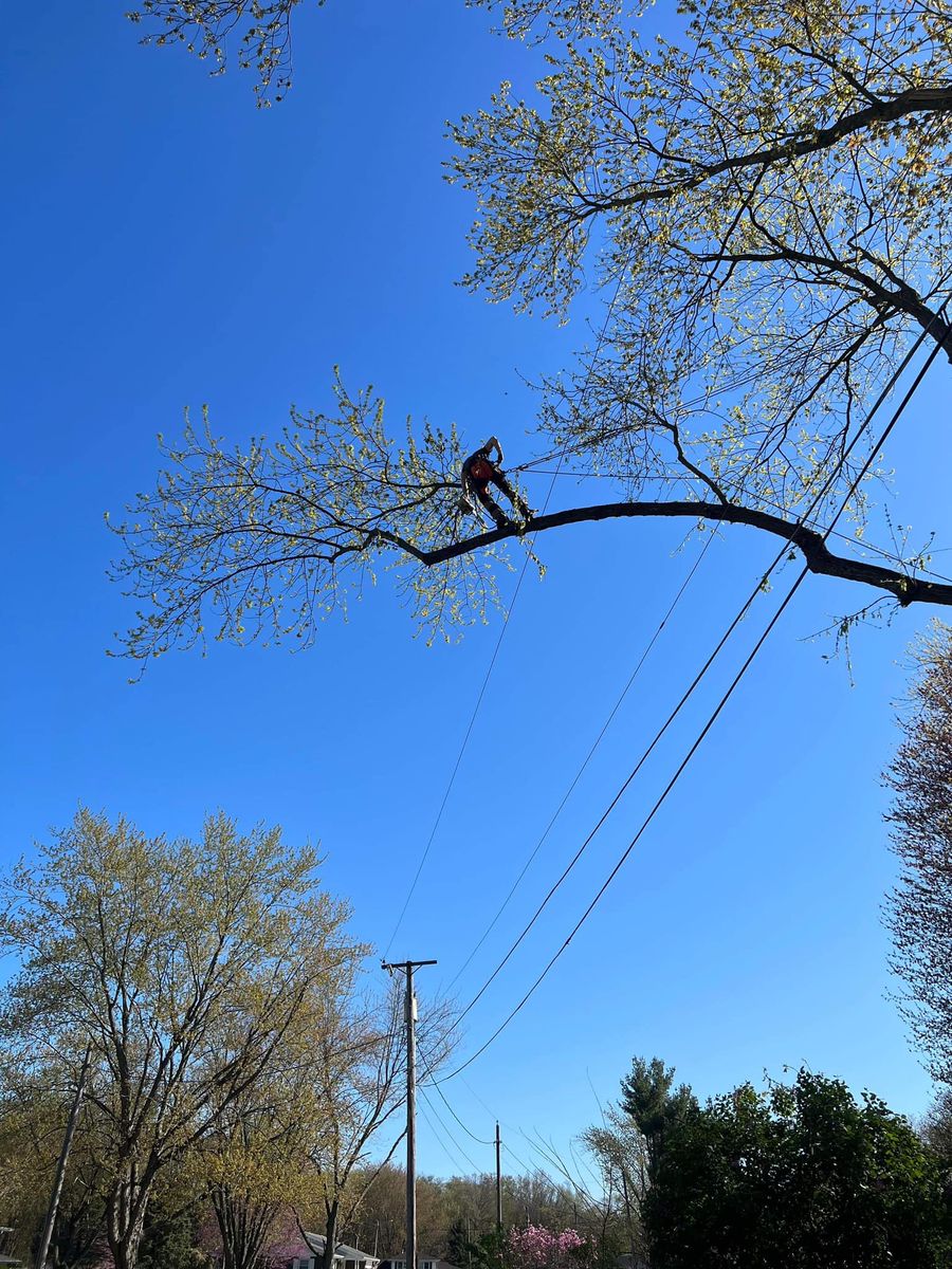 Tree Removal for Highborn Tree Service in Wheatfield, IN