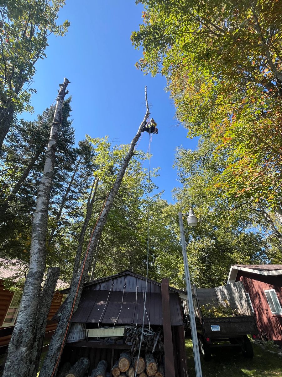 Tree Removal for J&Q Tree Service in Paradise, MI