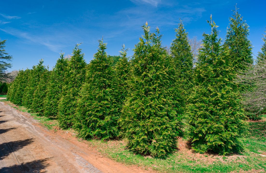 Green Giant Nursery for  in Morristown, NJ