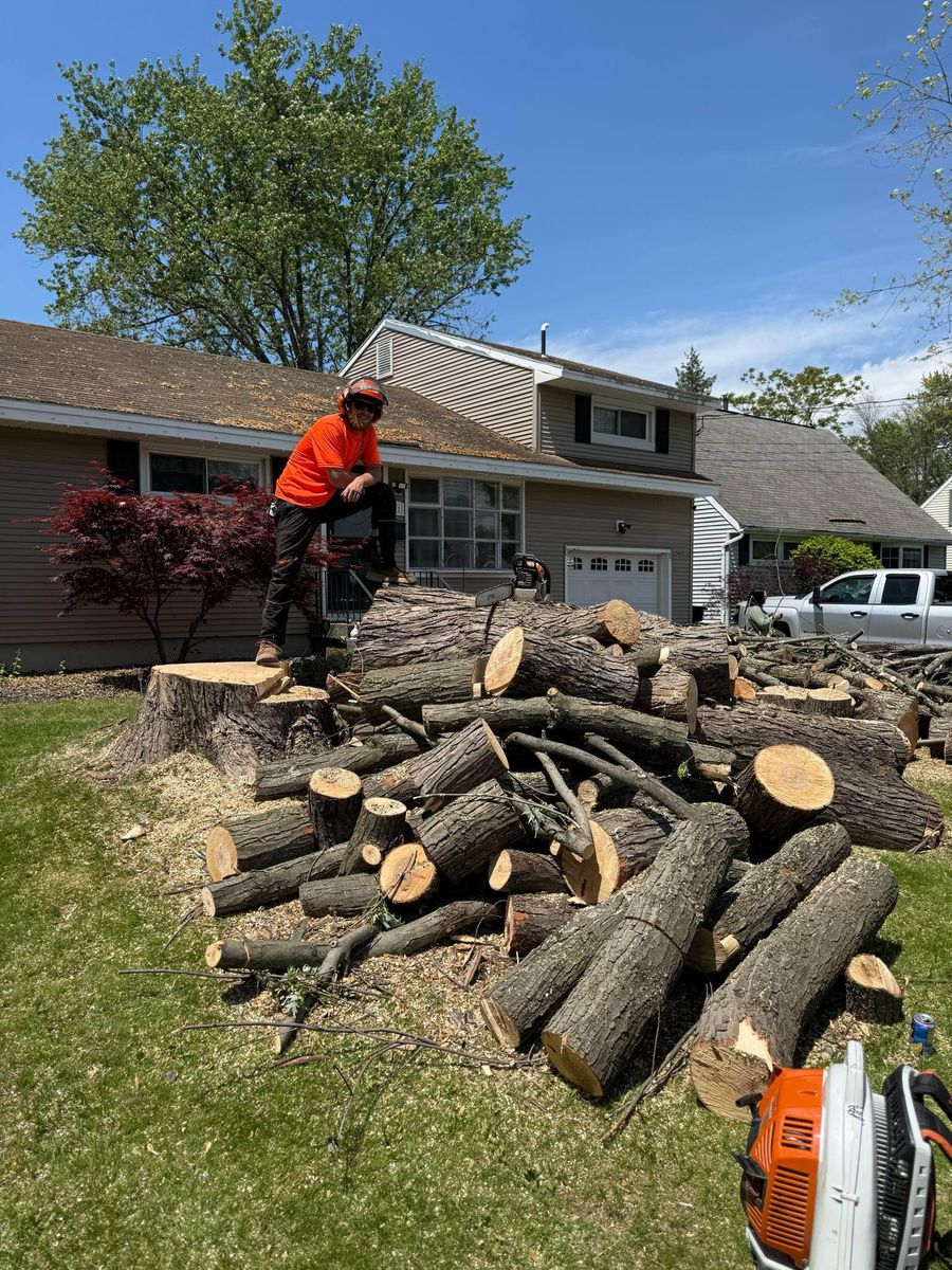 Tree Removal for T's Trees in Albany, NY