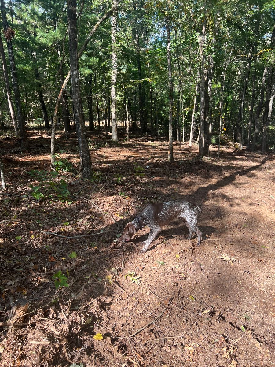 Underbrush removal for T Crane Grading LLC in Clarkesville, GA