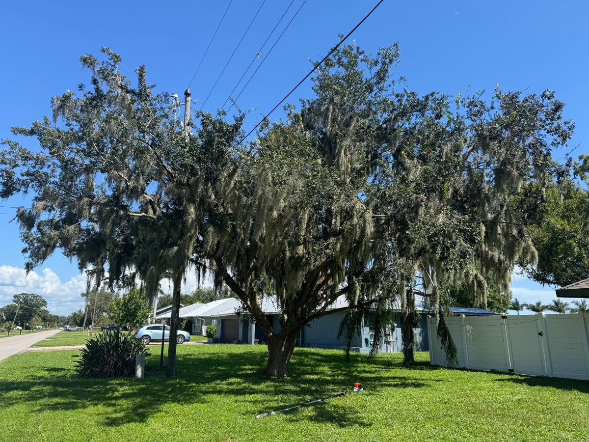 Trimming for Adam's Tree and Stump Care in Sarasota, FL