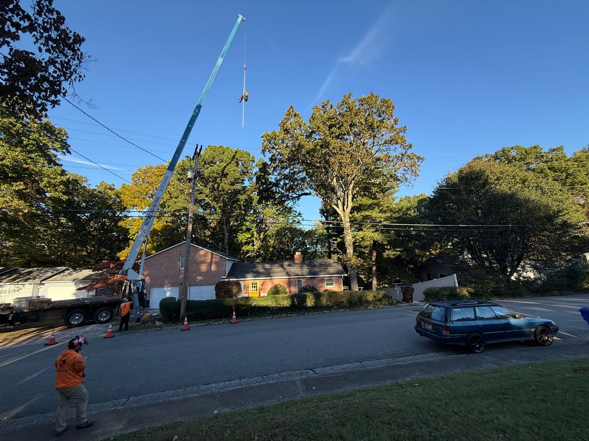 Tree Removal for Lucky’s Tree Removal and Landscape Services in Clinton, TN