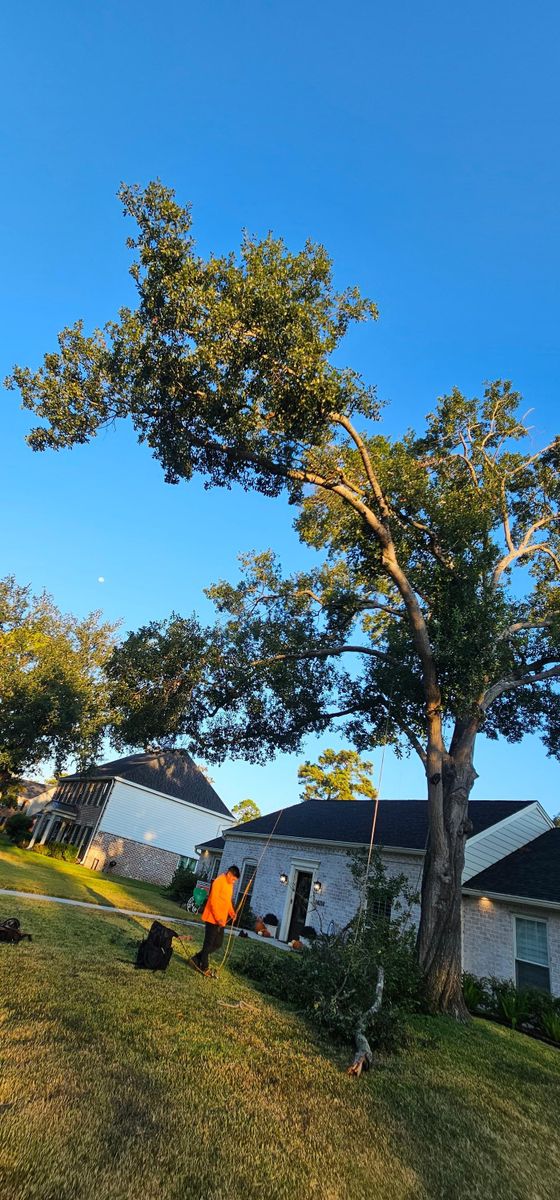 Tree Removal for Servin's Tree Care  in Houston, TX