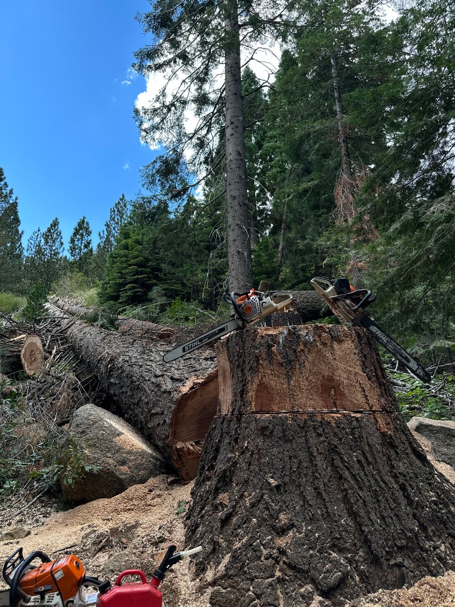 Tree Removal for Tyco Forest Management in Placerville, CA