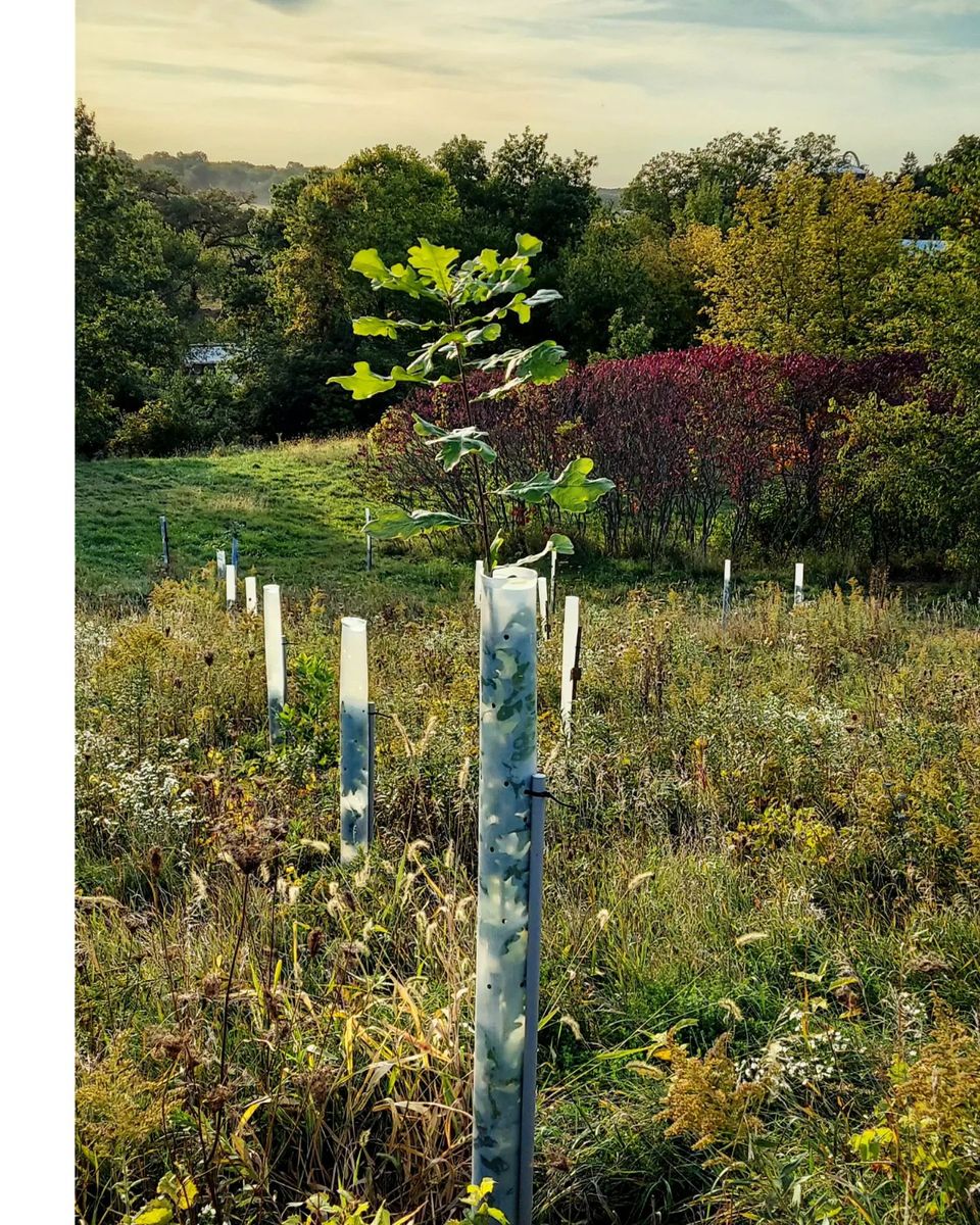 Forestry Services (TSI / FSI / Thinning) for Bluffside Forestry in Cedar Rapids, IA