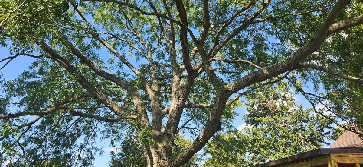 Tree Removal for Highborn Tree Service in Wheatfield, IN