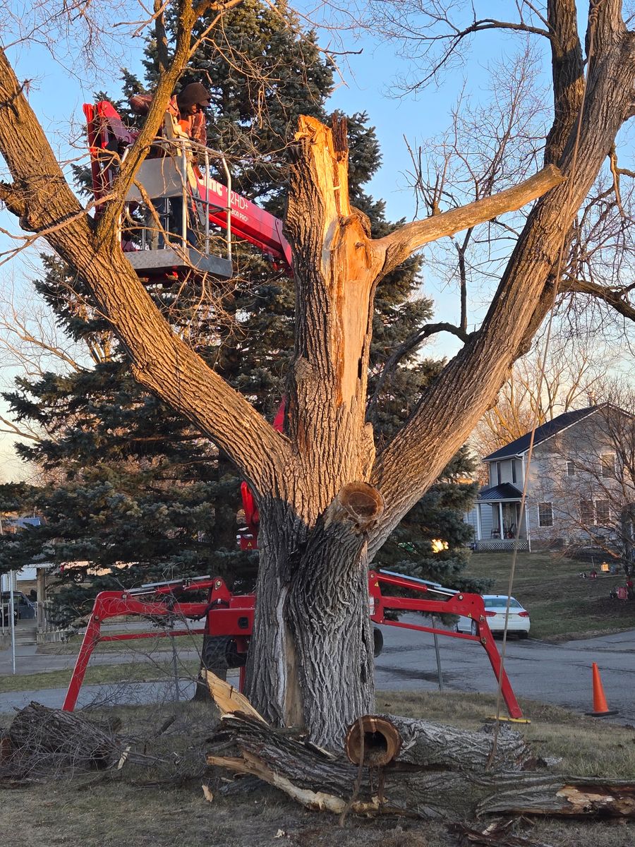 Tree Removal for Lawn Ranger Yard And Tree Service LLC in Ottumwa, IA