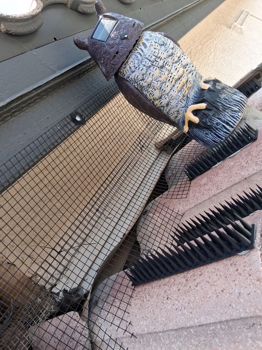 Bird Proofing for Olson & Sons Contracting in Mesa, AZ