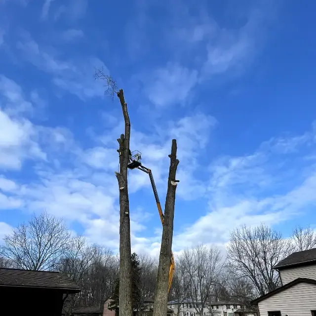 Tree Trimming for Huntsville Tree Service in Huntsville, AL