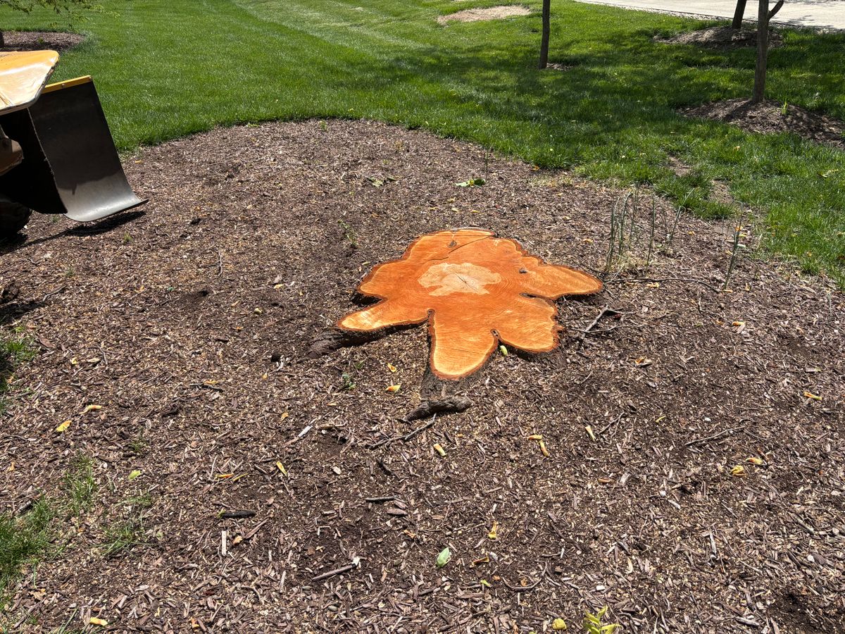 Stump Removal for Conrad's Stump Removal in Columbus, IN
