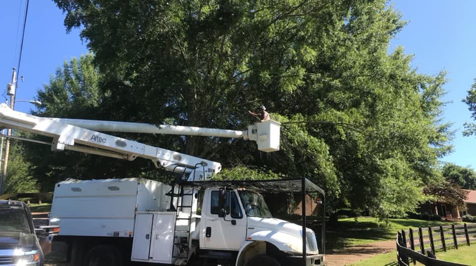 Tree Trimming for JayBird Tree Service  in Goodlettsville, TN