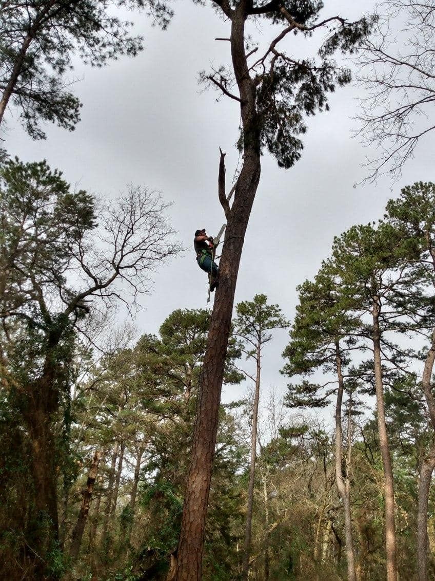 Tree Trimming for J&S Tree Services  in Quitman,  TX