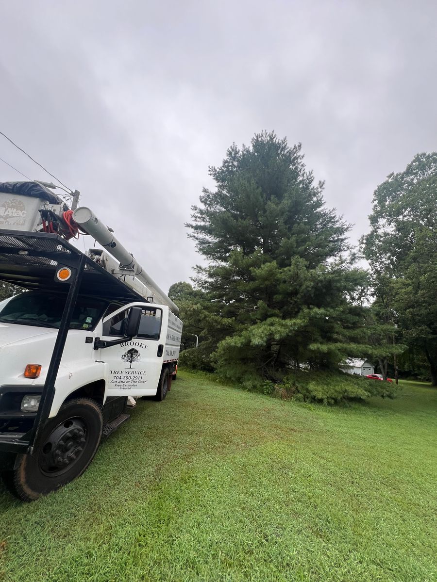 Tree Removal for Brooks Tree Service in Casar, NC