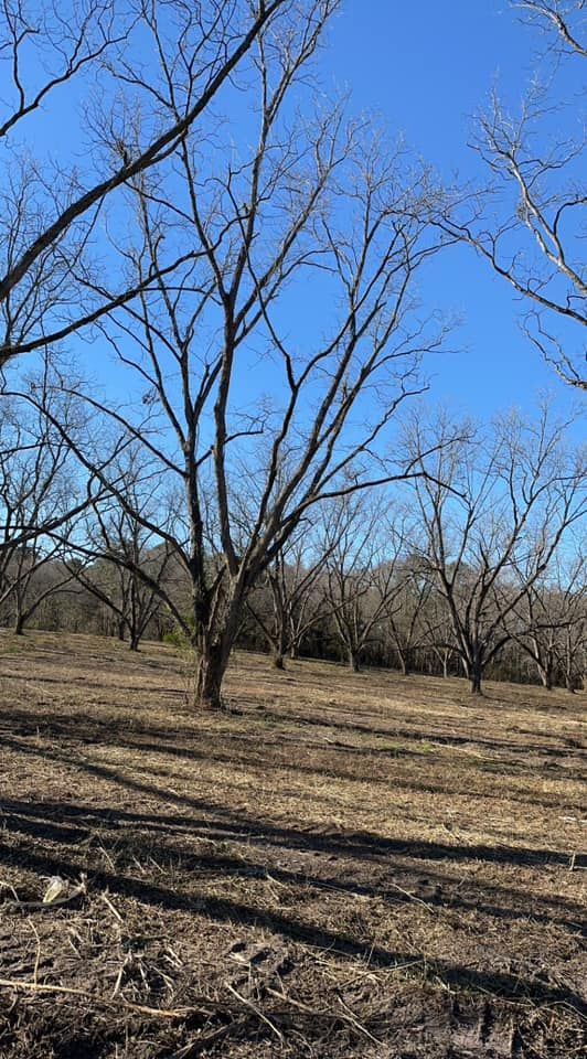 Fall and Spring Clean Up for Lee Land Maintenance in Savannah, GA