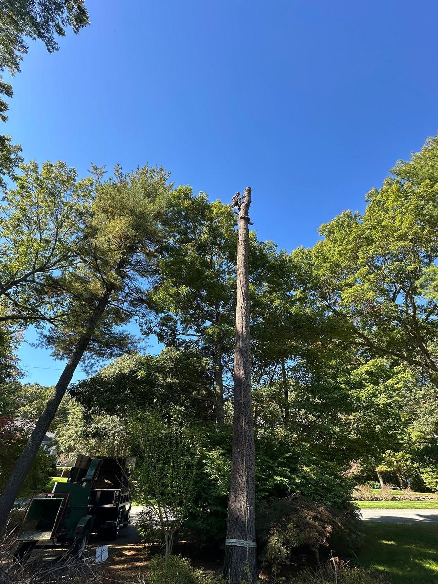 Tree Trimming for Silver City Tree and Landscape in Taunton, MA