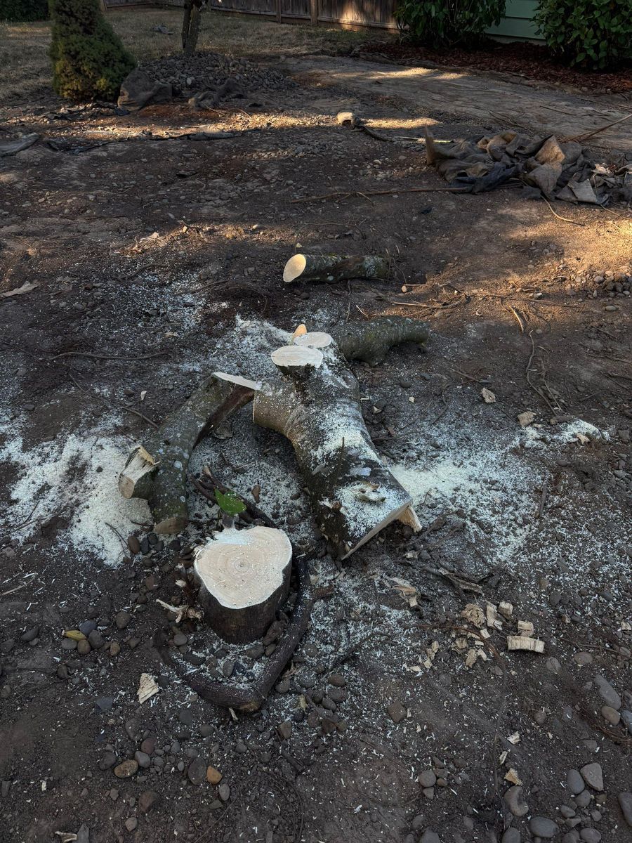 Tree Removals for Willamette Landscaping and Tree Services in Albany, OR