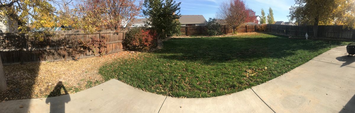 Tree & Shrub Care for Rock Masters Inc. in Evans, CO