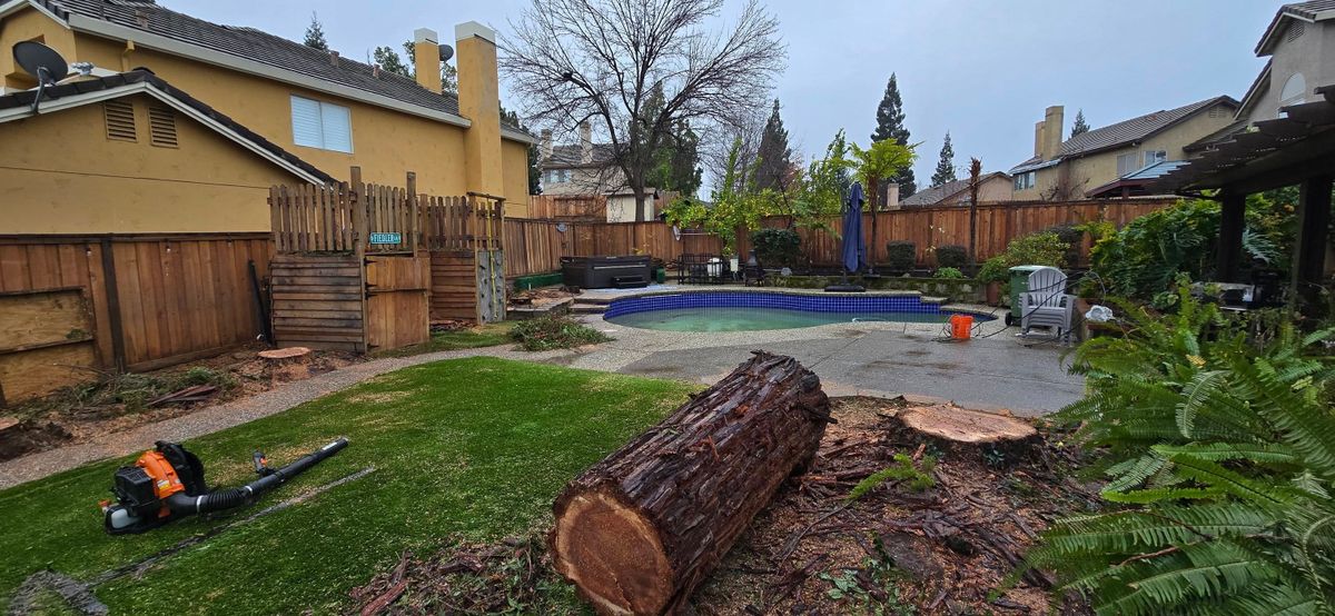 Storm Damage for George Staddan's Professional Tree Care in Placerville, CA