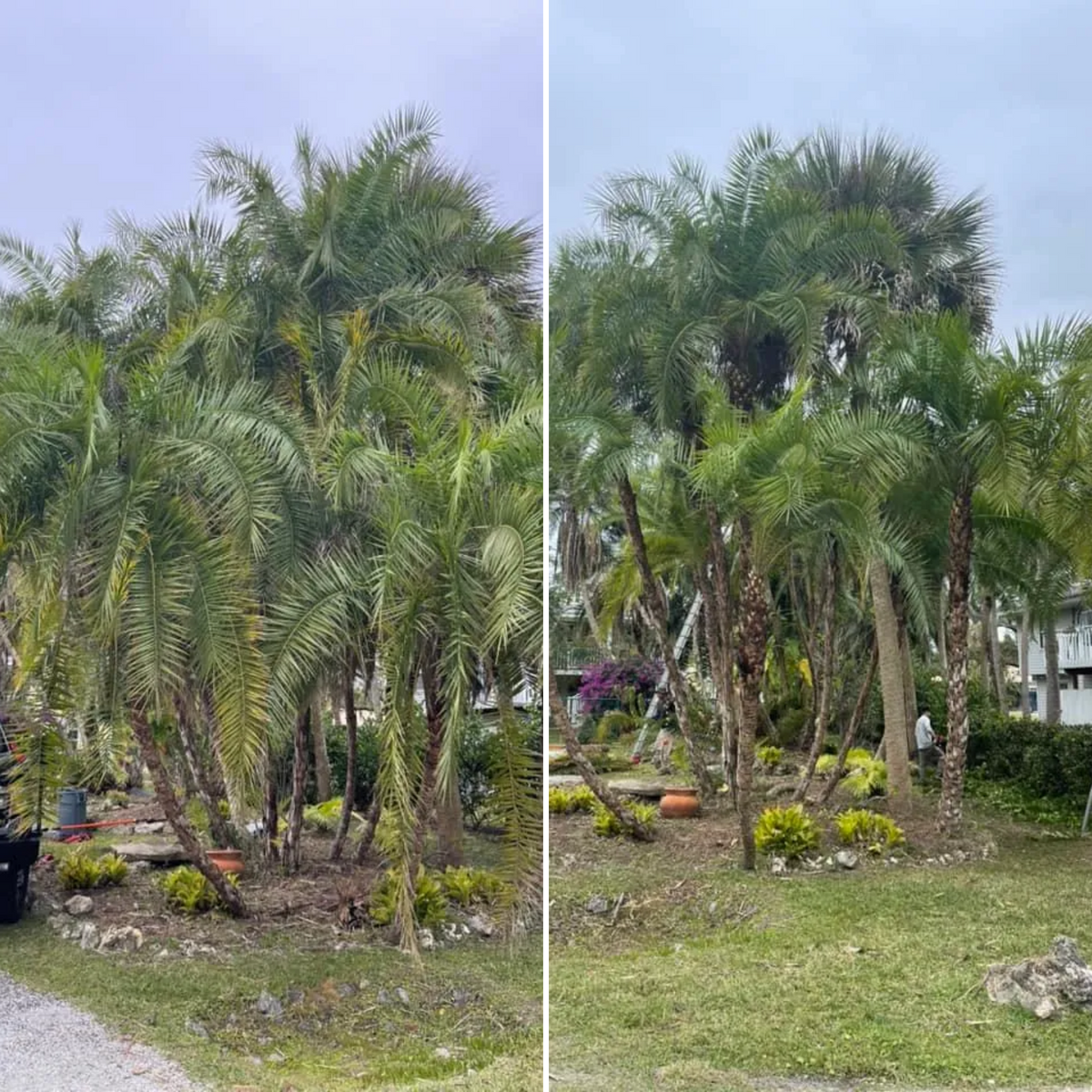 Palm Trimming for Lawn Caring Guys in Cape Coral, FL