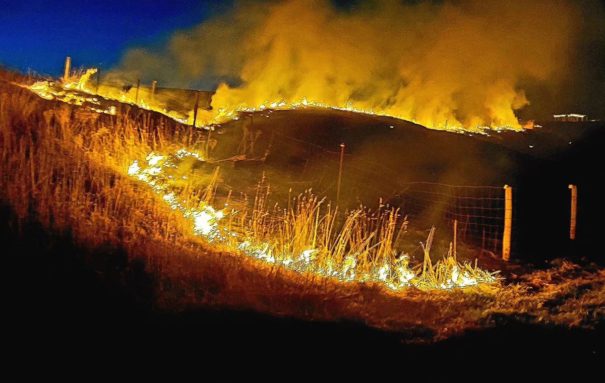 Forestry Services (TSI / FSI / Thinning) for Bluffside Forestry in Cedar Rapids, IA