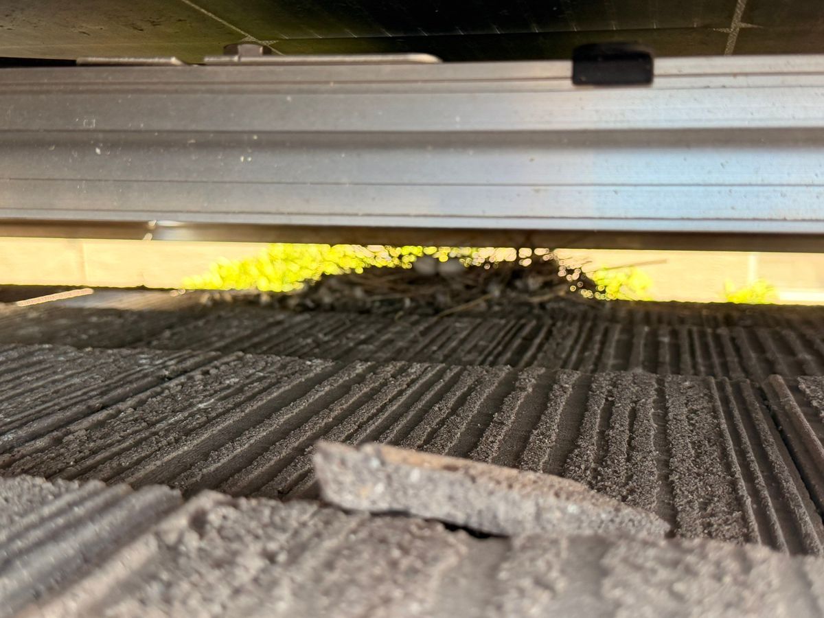 Bird Proofing for Olson & Sons Contracting in Mesa, AZ