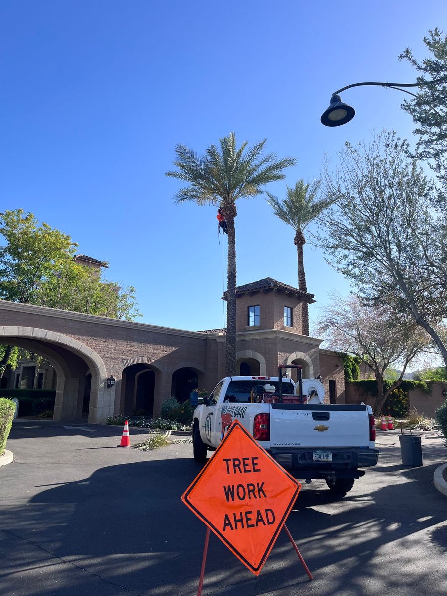 Palms Trimming for AZ Tree & Hardscape Co in Surprise, AZ