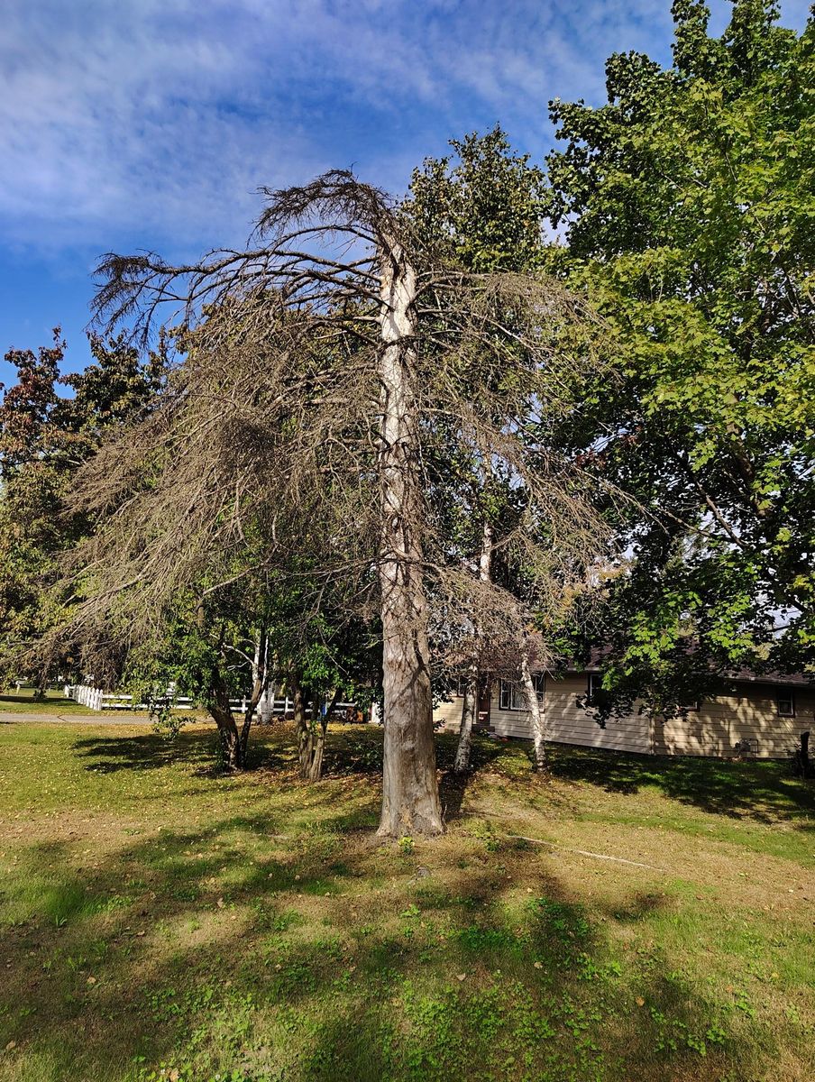Tree Removal for Big River lawn Care services and snow LLC in Wausau, WI