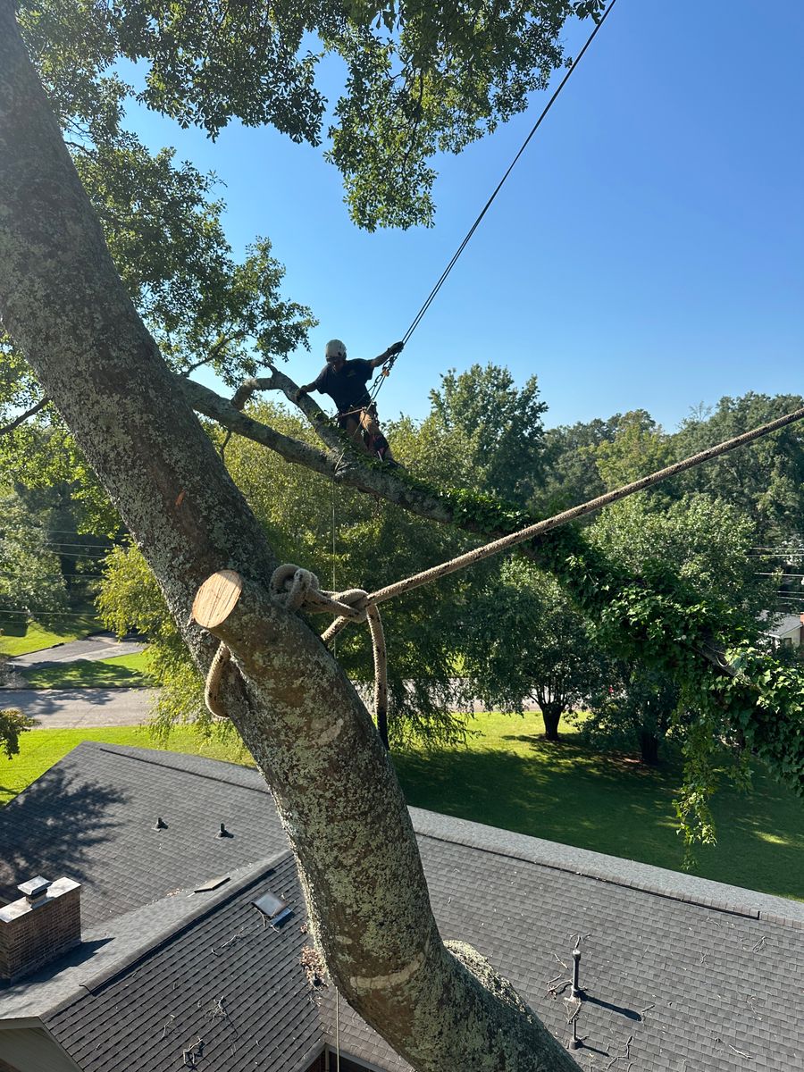 Tree Removal for ArborMax in Thomaston, GA