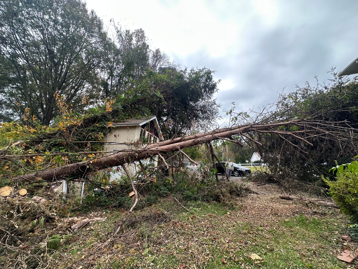 Tree Service for Cisco Kid Landscaping Inc. in Lincolnton, NC