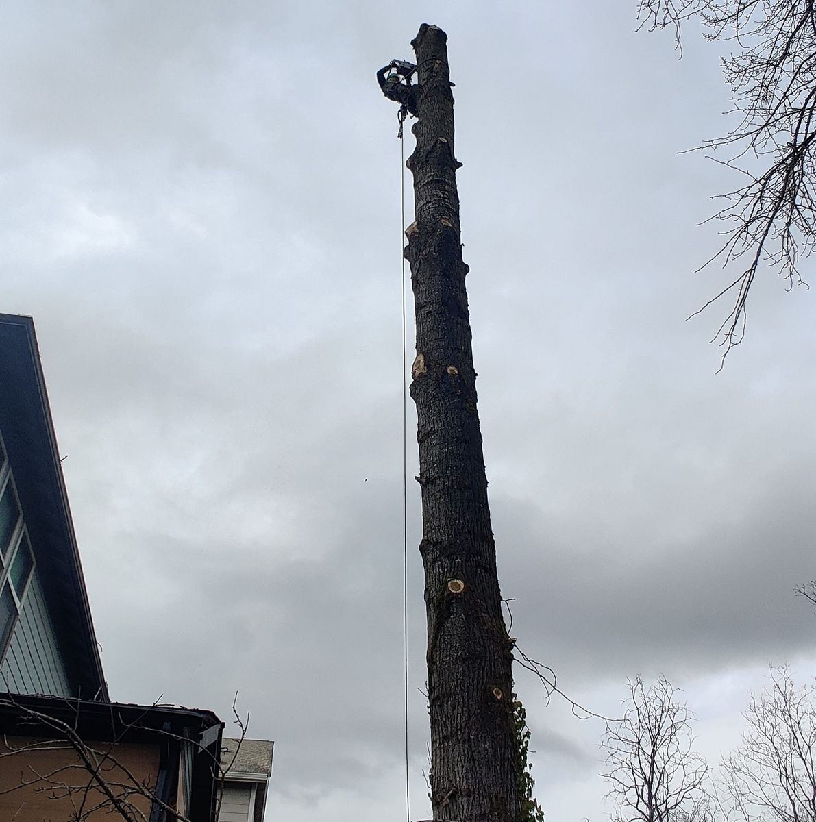 Tree Trimming for A&J WA Tree Services in Kent, WA