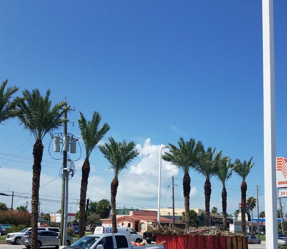 Tree Services for Garza Lawncare & Tree Service in Pearland, TX