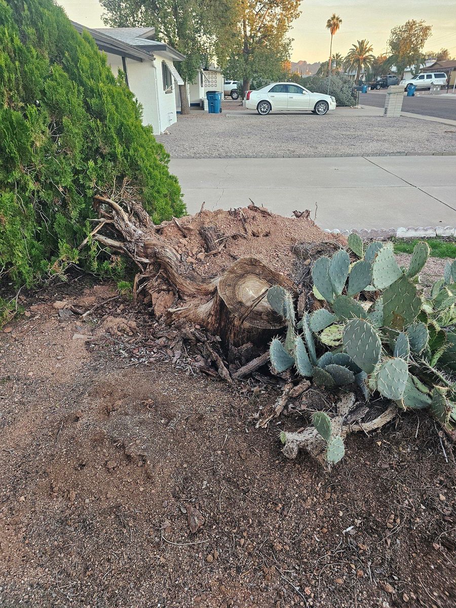 Tree Removal for T's Tree Service and Firewood in Apache Junction, AZ