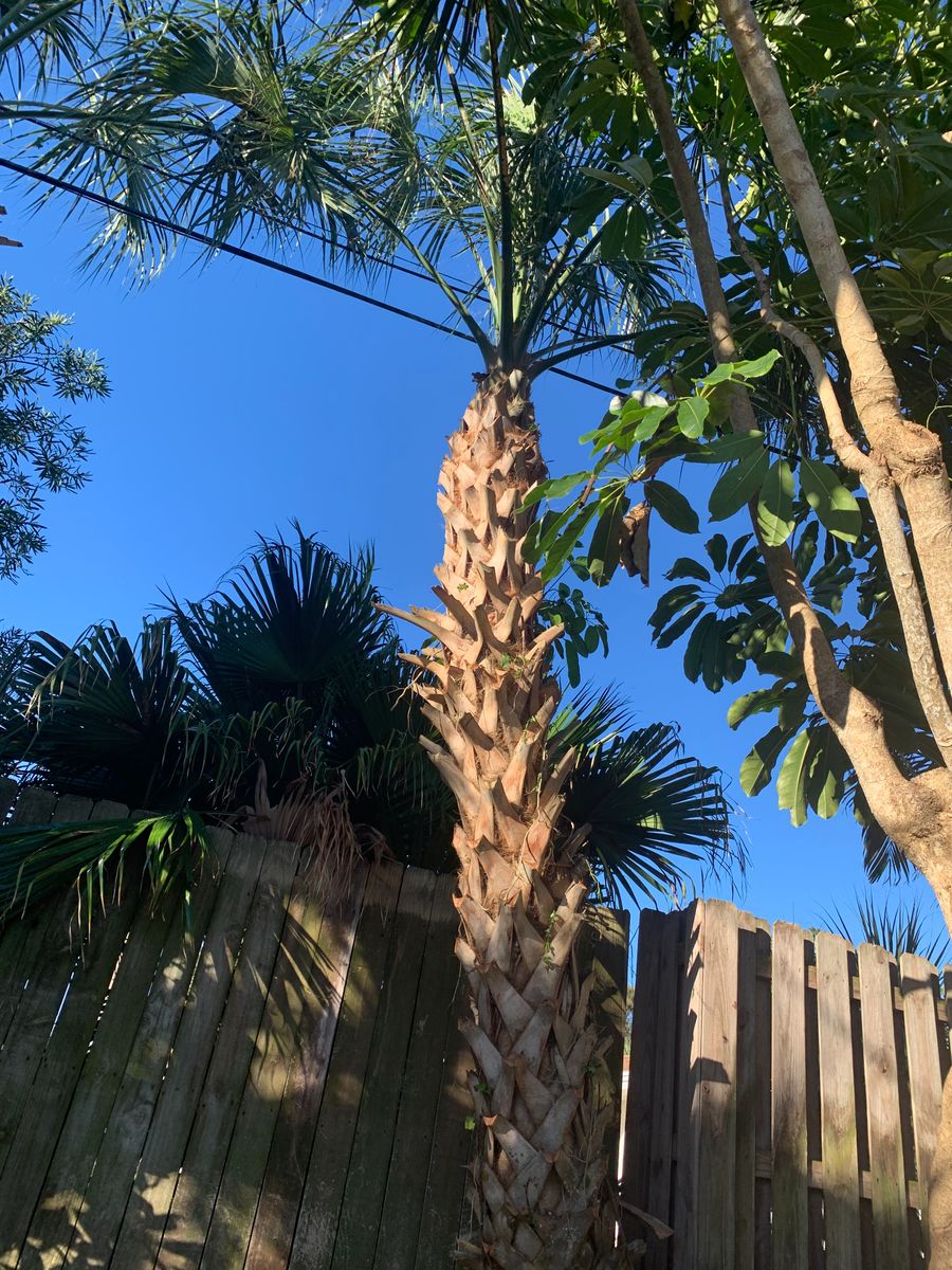 Landscaping & Outdoor Design for Space Coast Property Maintenance and Management LLC in Melbourne, FL