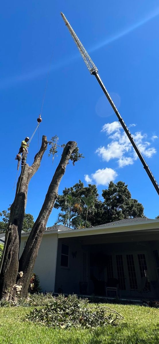 Tree Removal for Damian’s Tree Care in Sarasota, FL