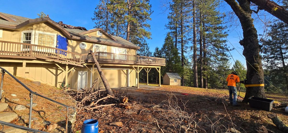 Storm Damage for George Staddan's Professional Tree Care in Placerville, CA