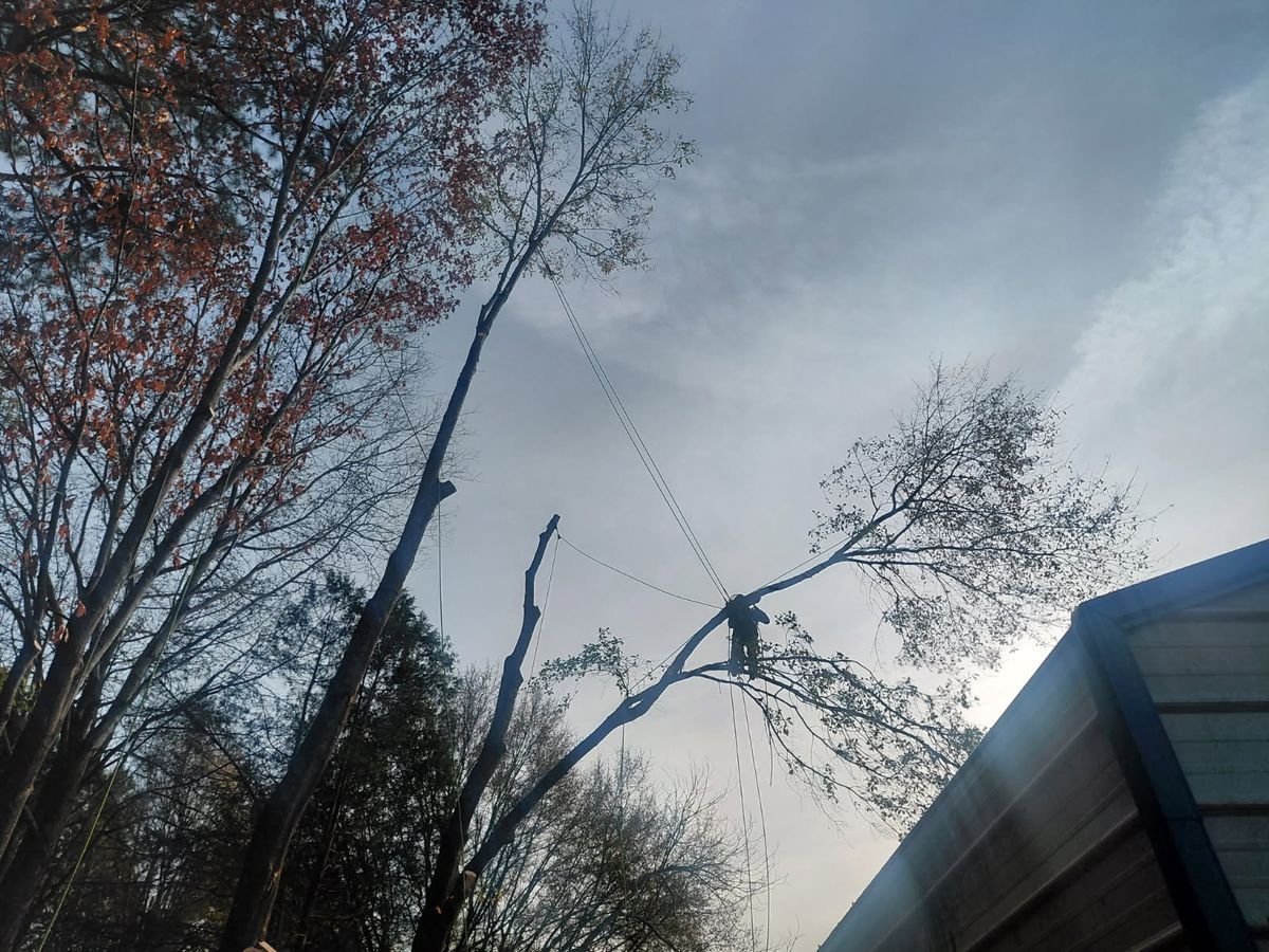 Tree Removal for MTJ Tree Removal LLC in Zebulon, NC