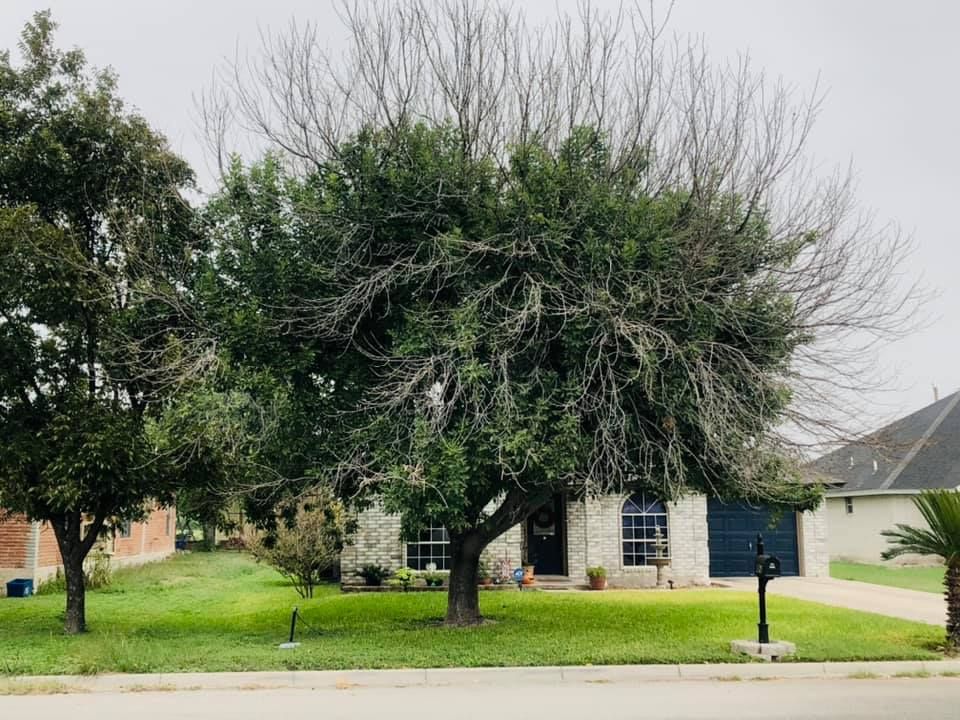 Tree Trimming and Removal for Del Real Landscape Contractors LLC in Del Rio, TX