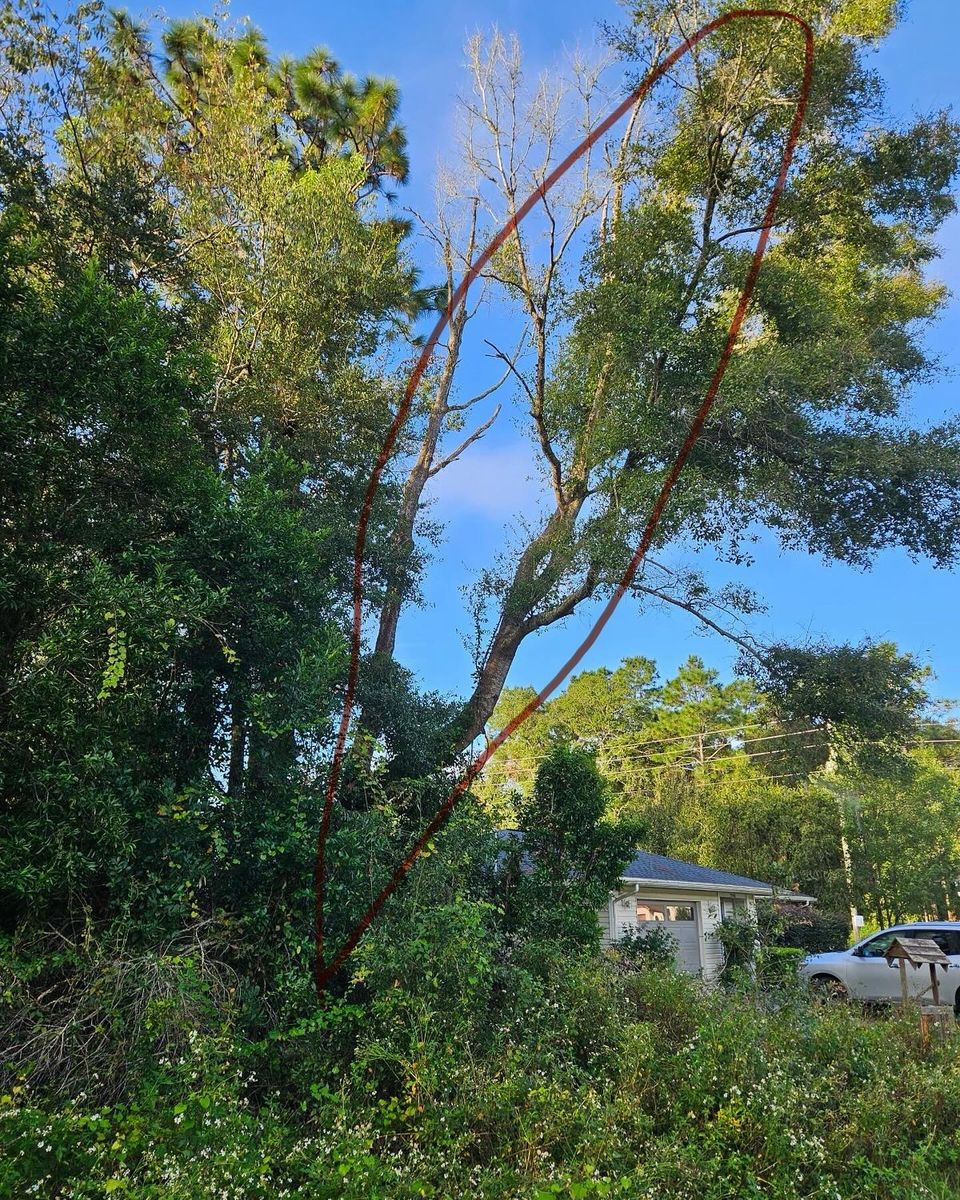 Tree Trimming & Removal for J & E Land Clearing, LLC. in Dunnellon, FL