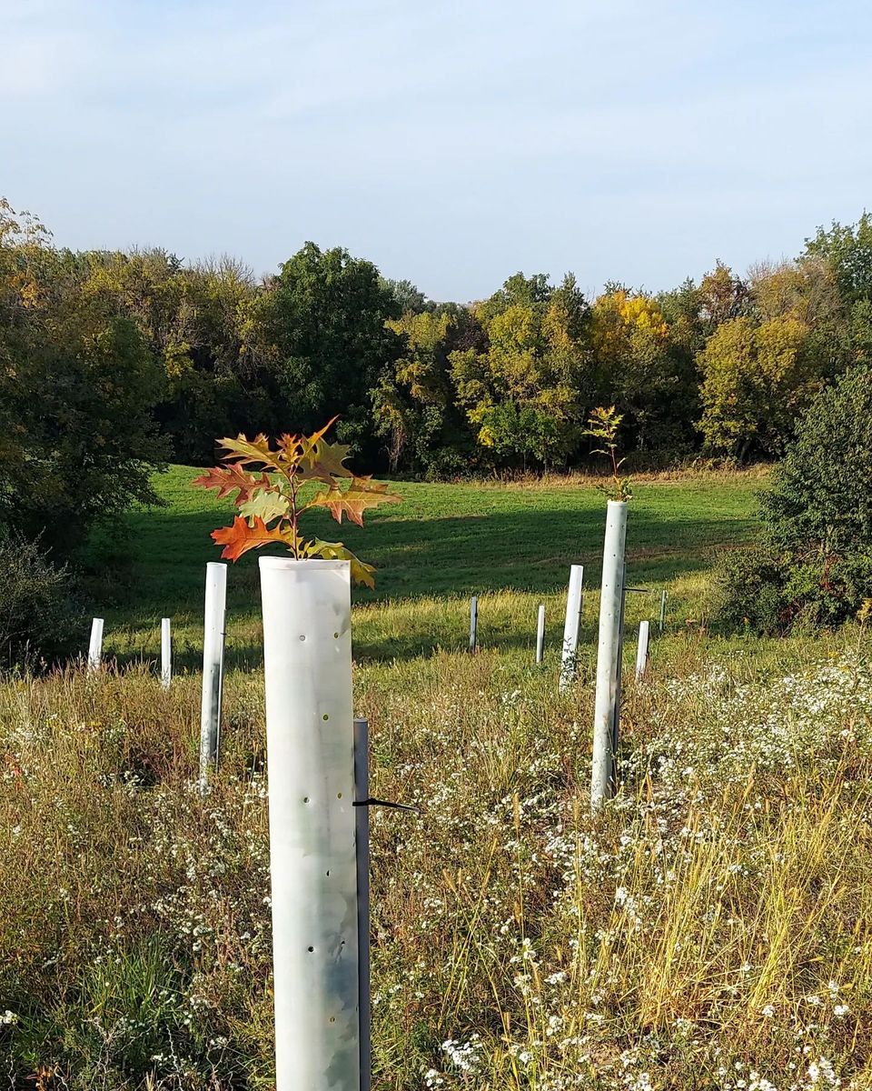 Forestry Services (TSI / FSI / Thinning) for Bluffside Forestry in Cedar Rapids, IA