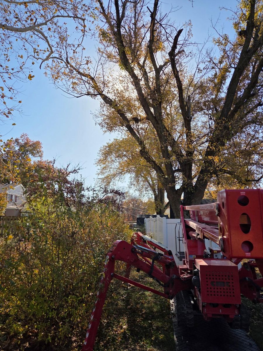 Tree Trimming for Lawn Ranger Yard And Tree Service LLC in Ottumwa, IA