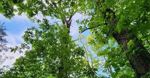 Tree Removal for Wiley Landscape Design in York, PA