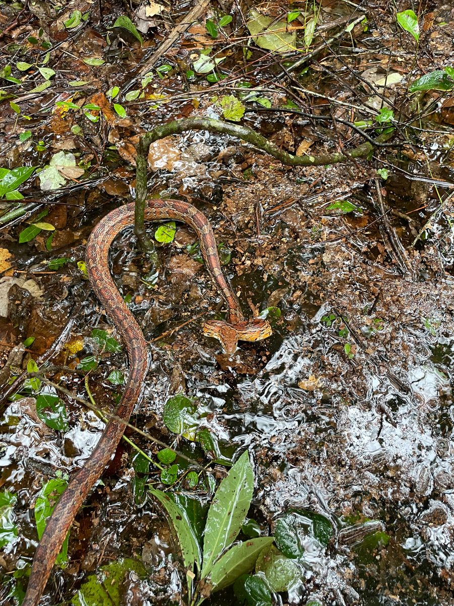 Snakes and more for North Brevard Wildlife Solutions in Mims, FL