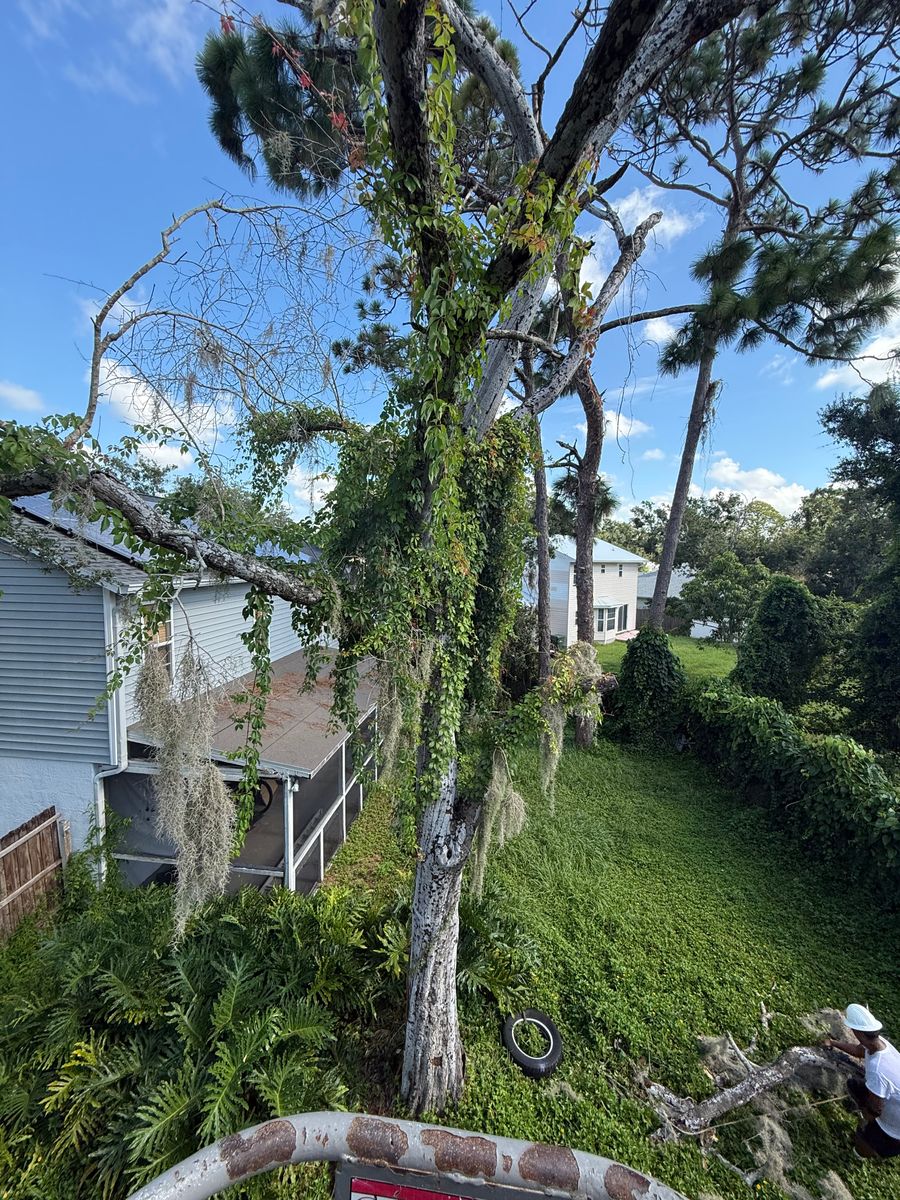 Palm Pruning for Damian’s Tree Care in Sarasota, FL
